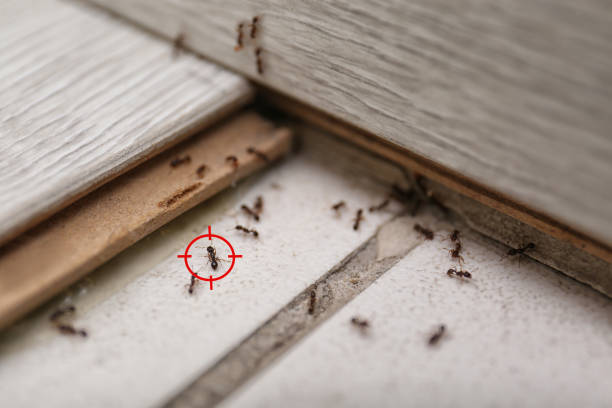 Best Residential Pest Control  in Roswell, GA