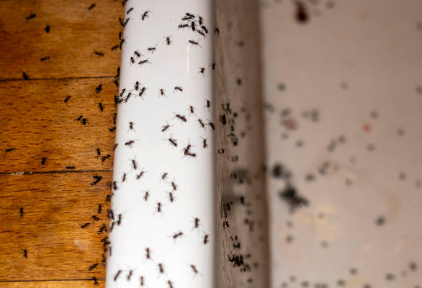 Best Commercial Pest Control Services  in Roswell, GA