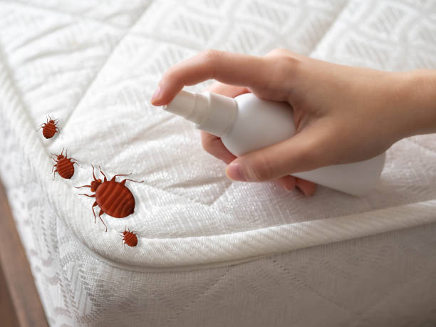 Best Spider Control Near Me  in Roswell, GA