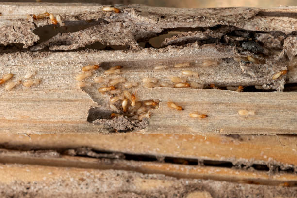 Best Ant Control Services  in Roswell, GA