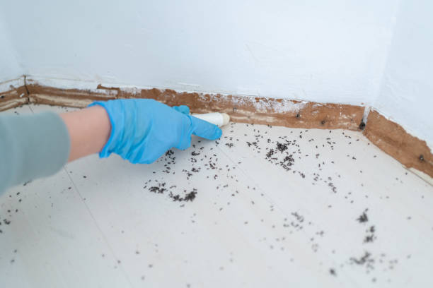 Best Rat Extermination Near Me  in Roswell, GA